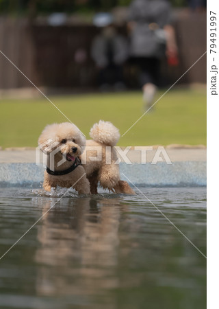 水遊び犬 79491997