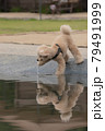 水遊び犬 79491999