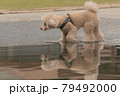 水遊び犬 79492000