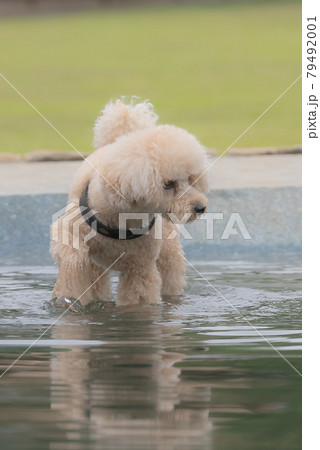 水遊び犬 79492001