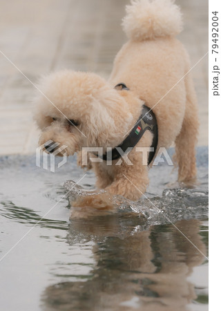 水遊び犬 79492004