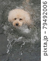 水遊び犬 79492006