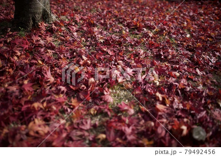 敷き詰められた紅葉の落葉 敷き詰められた紅葉の落葉 79492456