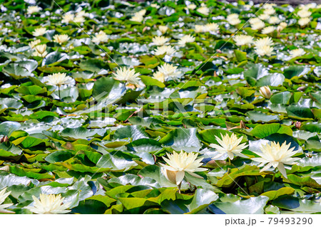 舞鶴公園 睡蓮の花 福岡県福岡市 舞鶴公園 睡蓮の花 福岡県福岡市 79493290