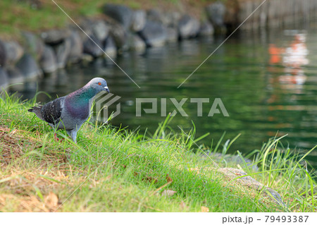 ハト 大濠公園 福岡県福岡市 ハト 大濠公園 福岡県福岡市 79493387