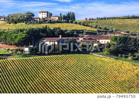 Traditional Tuscany landscape - vineyards and rolling hills with farmhouses. Italy 79493750