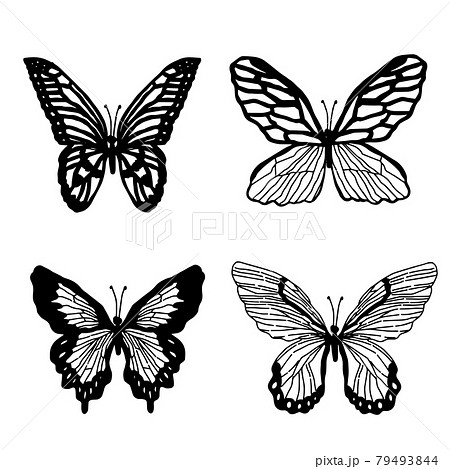 モノクロの蝶々のイラスト素材