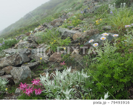 早池峰山の高山植物帯 79493916