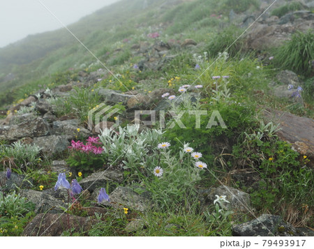 早池峰山の高山植物帯 79493917