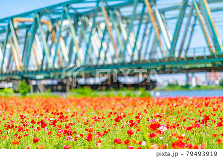 千葉県 東京都 夏 午前 晴れ デート 荒川 サイクリングロード 平井大橋 ポピー畑 花畑の写真素材