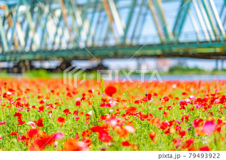 千葉県 東京都 夏 午前 晴れ デート 荒川 サイクリングロード 平井大橋 ポピー畑 花畑の写真素材