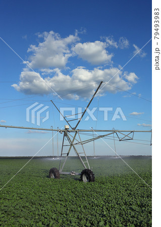Soybean field watering in spring 79493983