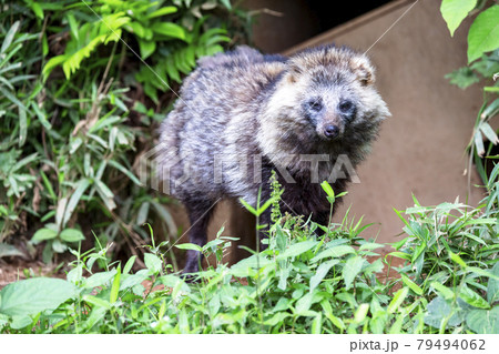 多摩動物公園　ホンドタヌキ 79494062