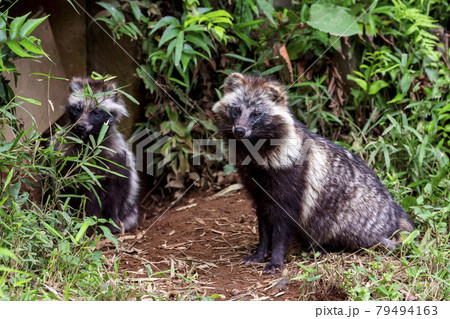 多摩動物公園　ホンドタヌキ 79494163