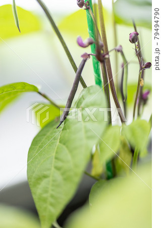 Purple Asparagus Beans on a bunch in home balcony garden 79494790