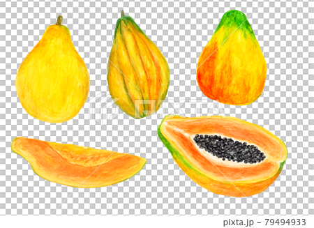 木瓜水彩插畫素材匯總 79494933