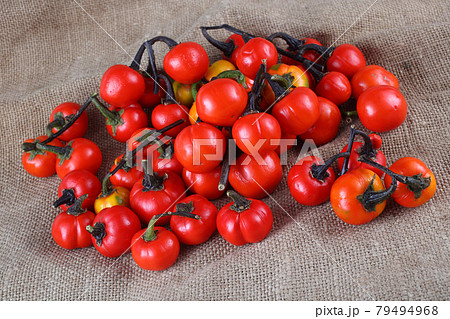 File:African scarlet eggplant (Solanum aethiopicum).jpg - Wikimedia Commons