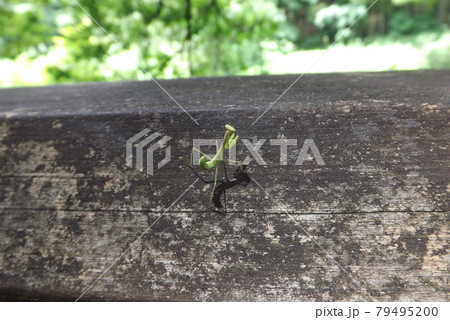 ハラビロカマキリの幼虫 ハラビロカマキリの幼虫 79495200