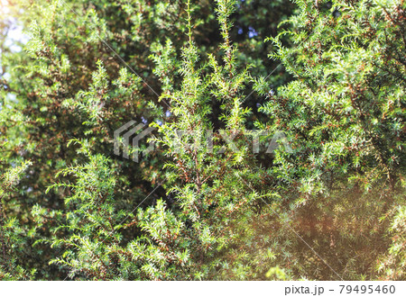 Beautiful green ornamental juniper tree in the sunlight, background 79495460
