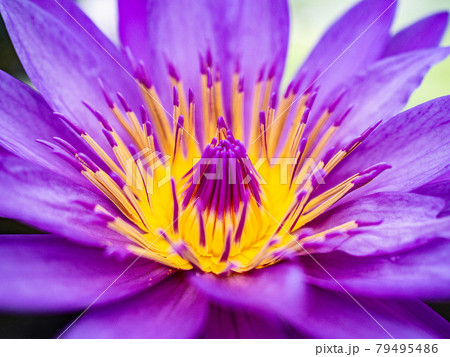 スイレン 79495486