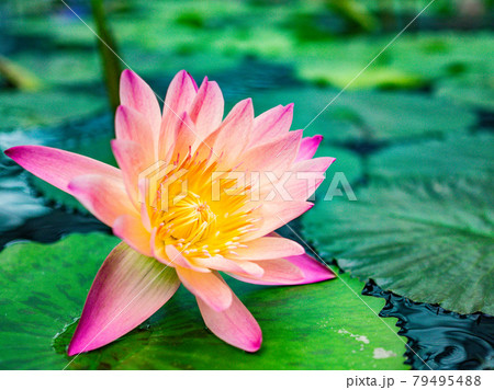 スイレン 79495488