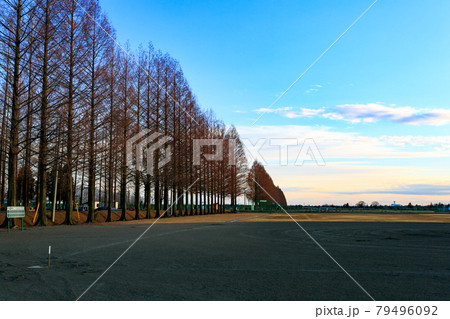 埼玉県　大宮健保グランドの夕景とメタセコイヤ並木 79496092