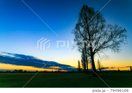 埼玉県 大宮健保グランドの夕景とメタセコイヤ並木 埼玉県 大宮健保グランドの夕景とメタセコイヤ並木 79496106