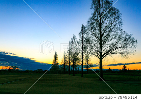 埼玉県　大宮健保グランドの夕景とメタセコイヤ並木 79496114