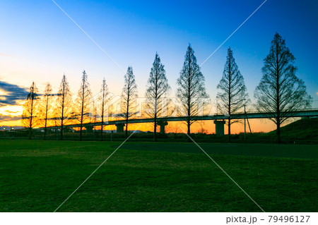 埼玉県　大宮健保グランドの夕景とメタセコイヤ並木 79496127