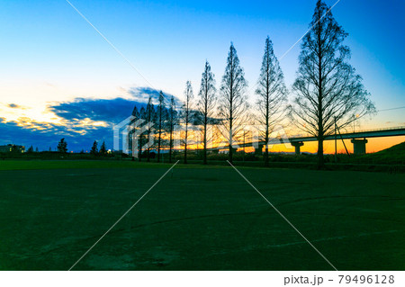 埼玉県 大宮健保グランドの夕景とメタセコイヤ並木 埼玉県 大宮健保グランドの夕景とメタセコイヤ並木 79496128