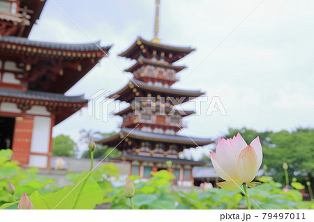 東塔修復後の世界遺産薬師寺に咲く蓮花 79497011