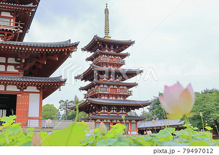 東塔修復後の世界遺産薬師寺に咲く蓮花 79497012