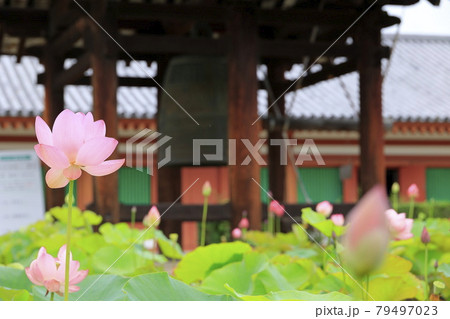 東塔修復後の世界遺産薬師寺に咲く蓮花 東塔修復後の世界遺産薬師寺に咲く蓮花 79497023