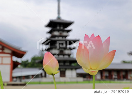 東塔修復後の世界遺産薬師寺に咲く蓮花 79497029