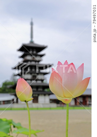 東塔修復後の世界遺産薬師寺に咲く蓮花 79497031