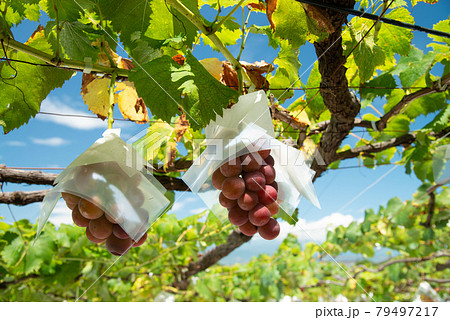 (山梨県)色づき始めた、ブドウ(ゴルビー) (山梨県)色づき始めた、ブドウ(ゴルビー) 79497217