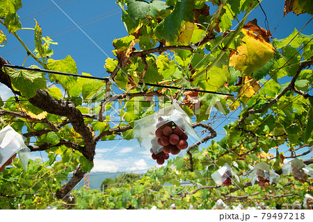 （山梨県）色づき始めた、ブドウ（ゴルビー） 79497218
