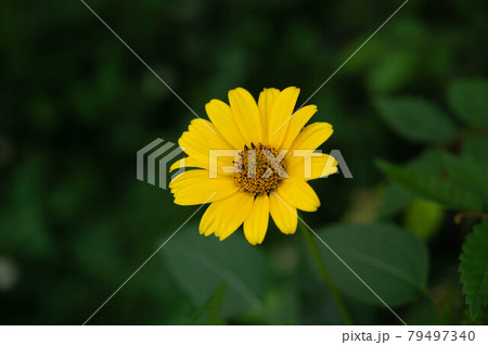 キクイモモドキの花 79497340