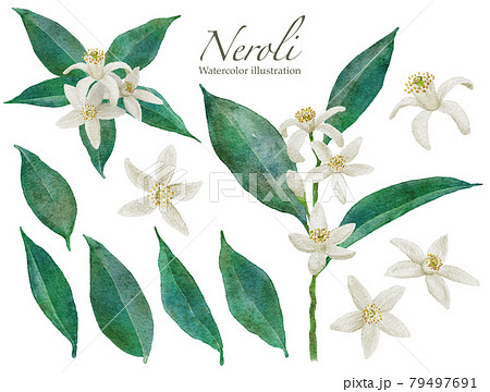 ネロリの花の水彩画イラスト 79497691