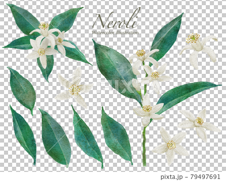ネロリの花の水彩画イラスト 79497691