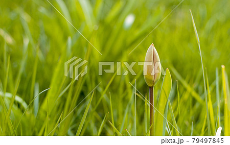Tulip flower bud. Tulip flower bud. 79497845
