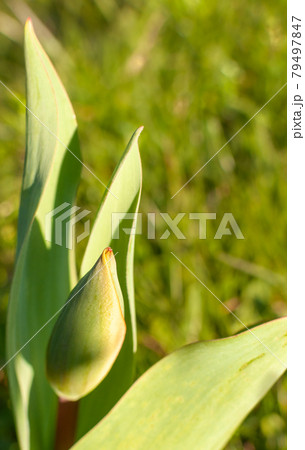 Tulip flower bud. Tulip flower bud. 79497847