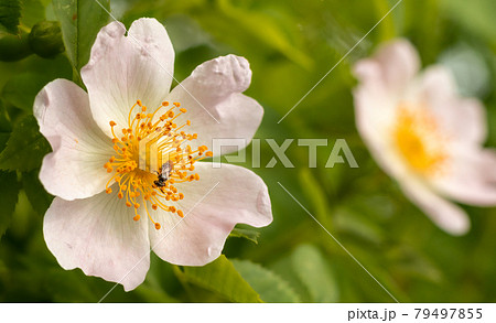 White Rugosa Rose. 79497855