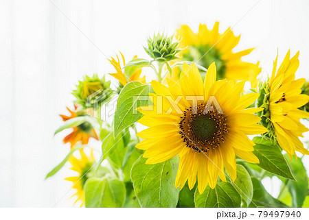 部屋に飾った向日葵の切り花の写真素材