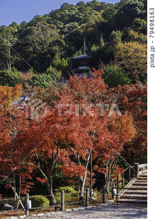 京都・永観堂　多宝塔と紅葉 79498163