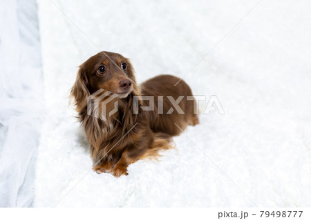 成犬 カニンヘンダックスフンド 成犬 カニンヘンダックスフンド 79498777