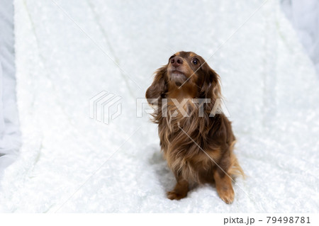 成犬　カニンヘンダックスフンド 79498781