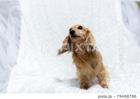 成犬 カニンヘンダックスフンド 成犬 カニンヘンダックスフンド 79498786