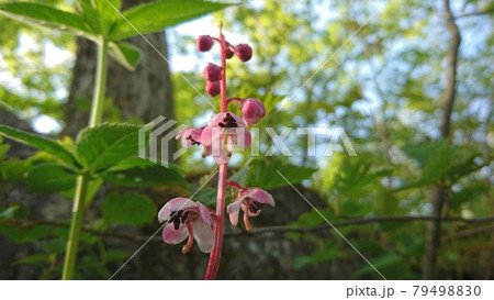 八ヶ岳高原に咲くベニバナイチヤクソウ 八ヶ岳高原に咲くベニバナイチヤクソウ 79498830