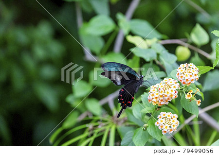 カラスアゲハ (Crow Swallowtail Butterfly) 多摩動物公園 昆虫園にて 79499056